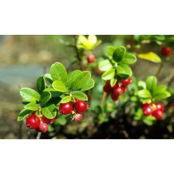 Extracto de Bearberry de la venta caliente / Extracto de la planta de Alpha Arbutin